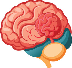 Medical illustration of the human brain vector art illustration