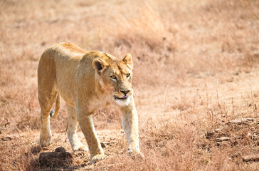 lioness in the wild. Africa. Kenya. Masai Mara