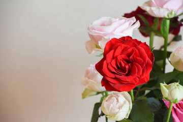 ピンクと赤のばら