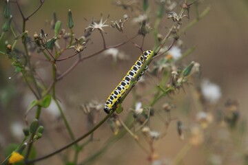 Close-up of a vibrant caterpillar, highlighting its unique body details and the texture of the plant it's moving on.
