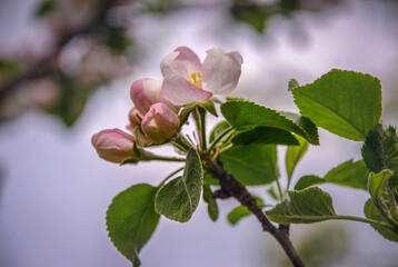 A branch of a blossoming apple tree in the garden.