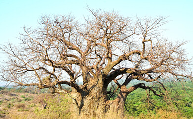 Dense forest of African baobab trees, African baobab tree forest, unique and ancient tree formations.