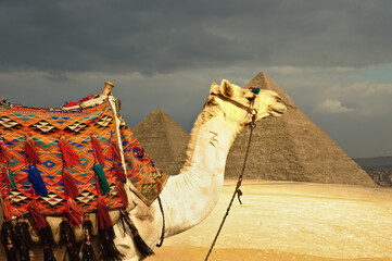 Decorated camel in front of pyramid of Gizeh, Cairo, Egypt