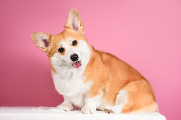 funny corgi dog