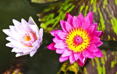 Fototapeta premium Pink and white lotus flowers