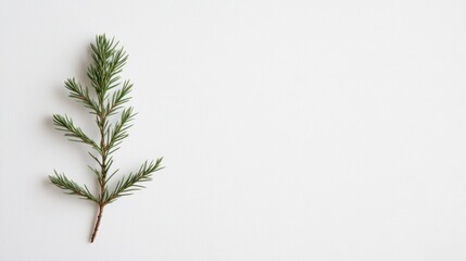 Fototapeta premium Evergreen sprig on white background, copy space
