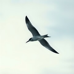 Obraz premium A seagull is captured in mid-flight against a cloudy sky backdrop.