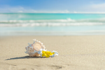 無人島とプルメリア
