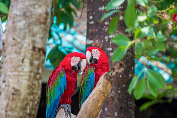 Colorful parrots in Safari World Zoo, Bangkok, Thailand.