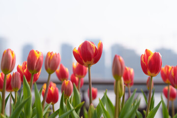 Orange tulips on city background