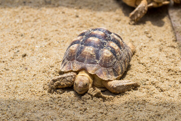 Turtle in Safari World Zoo, Bangkok, Thailand.