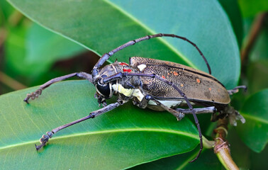 Long-horned beetle on a leaf