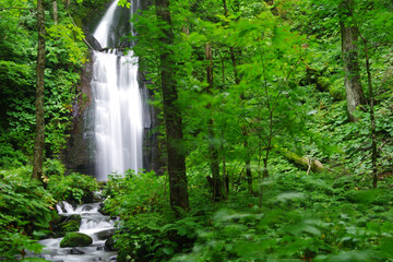 森の中の滝