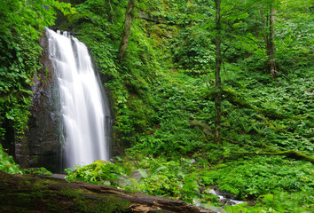緑と滝