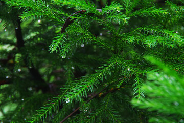 水滴のついた木々