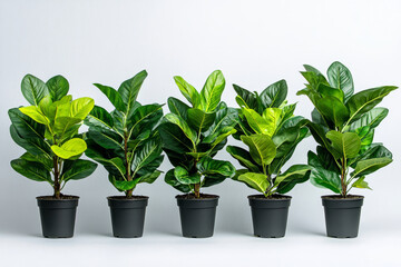 Obraz premium five potted indoor plants with lush green leaves arranged in a row against a white background, symbolizing nature, freshness, and home decor