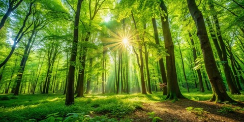 Obraz premium Spring Forest Sunlight: Leafy Green Canopy, Sunlight Dappled Path