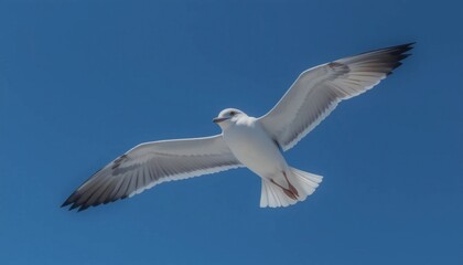Obraz premium A high-quality photo of a seagull soaring through a clear blue sky, with ample copy space for text.