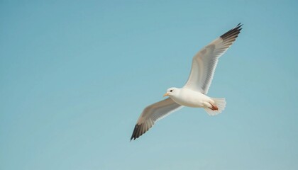 Obraz premium High quality photo of a soaring seagull against a clear blue sky set against a copy space image