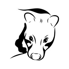 Vector illustration. Hand drawn realistic sketch of asian palm civet or toddy cat.