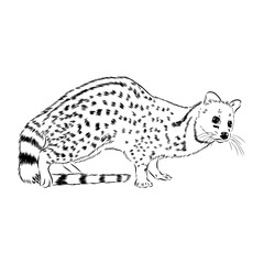 Vector illustration. Hand drawn realistic sketch of asian palm civet or toddy cat.