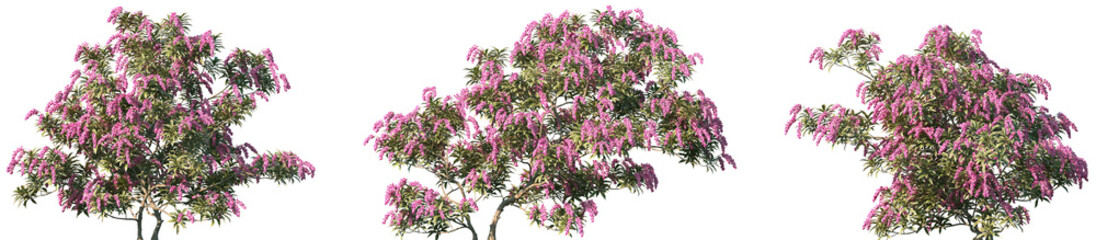 Set of Pieris japonica (the Japanese andromeda or Japanese pieris) frontal isolated png on a...