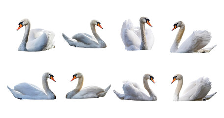 Obraz premium Elegant swans in various poses on a transparent background, isolated on transparent background