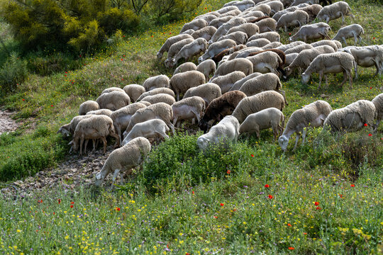 Grazing Sheep on a Hillside in Spain