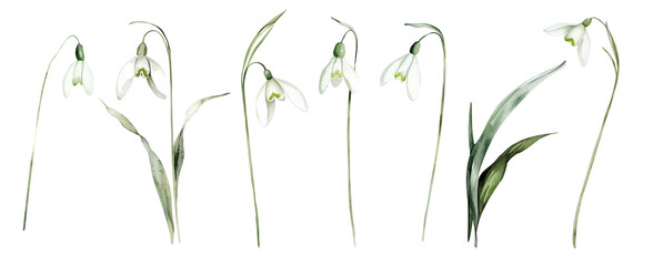 Fototapeta premium Watercolor Illustration Set of Snowdrops Flowers. Botanical illustration for invitation and social media.