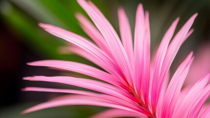 Obraz premium Delicate Pink Palm Fronds Symbolizing New Beginnings and Natural Beauty