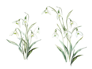 Fototapeta premium Watercolor Illustration Bouquets of Snowdrops Flowers. Botanical illustration for invitation and social media.