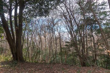 Obraz premium 冬の野山をハイキング