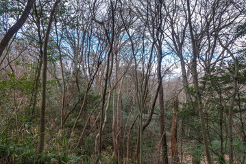 冬の野山をハイキング