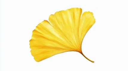 Naklejka premium Golden Ginkgo leaf isolated on white; autumn foliage