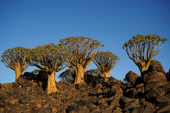 Five quiver trees on rocky outcrop, Keetmanshoop, Namibia 