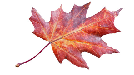 Fototapeta premium Autumnal Leaf's Vivid Hues: A close-up shot of a vibrant red maple leaf, displaying intricate details and the colors of autumn, is a simple and beautiful representation of nature's artistry.