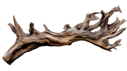 Driftwood's Organic Elegance: An isolated piece of weathered driftwood, sculpted by the elements, displays an intricate network of knots and textures, evoking the raw beauty of nature.