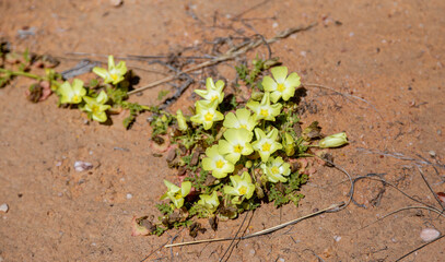 Grielum humifusum in natural habitat in the Northern Cape of South Africa
