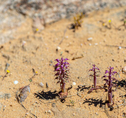 Lachenalia sp. north of Doringobs in the Northern Cape of South Africa