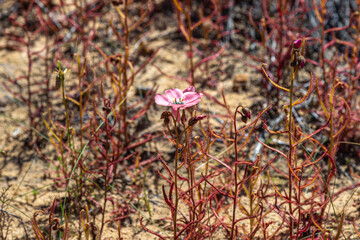 Group of salmon flowering Drosera cistiflora (a carnivorous plant) taken in the Northern Cape of South Africa