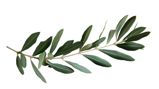 Olive Branch Minimalist Green Leaves, Fresh Plant for Nature and Floral Themes, isolated on transparent background.