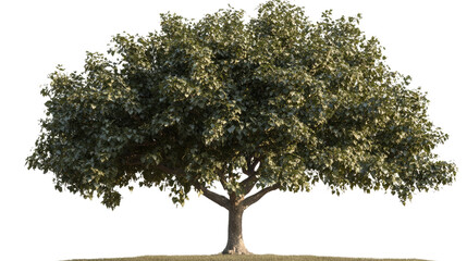 Majestic Oak Tree: A lush, vibrant oak tree stands proudly, its sprawling branches and dense foliage creating a sense of strength and tranquility.
