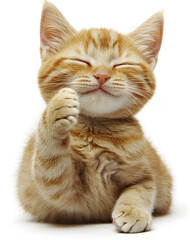 Cute Ginger Kitten Smiling with Paw Raised