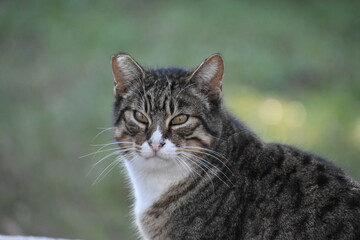 Angry cat closeup in El Retiro park, Madrid. 