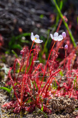 Drosera alba in natural habitat near Moedverloor in the Northern Cape of South Africa