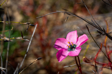 Flower of Drosera cistiflora taken in the Nothern Cape of South Africa