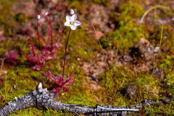 Drosera alba in natural habitat near Moedverloor in the Northern Cape of South Africa