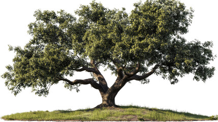 Fototapeta premium Majestic Oak Tree: An old, robust oak tree stands proudly on a small hill, its sprawling branches covered in lush green leaves, its deep roots anchoring it to the earth.