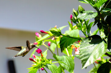 Ruby treated hummingbird on sunny afternoon