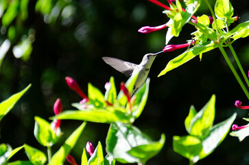 Ruby treated hummingbird on sunny afternoon